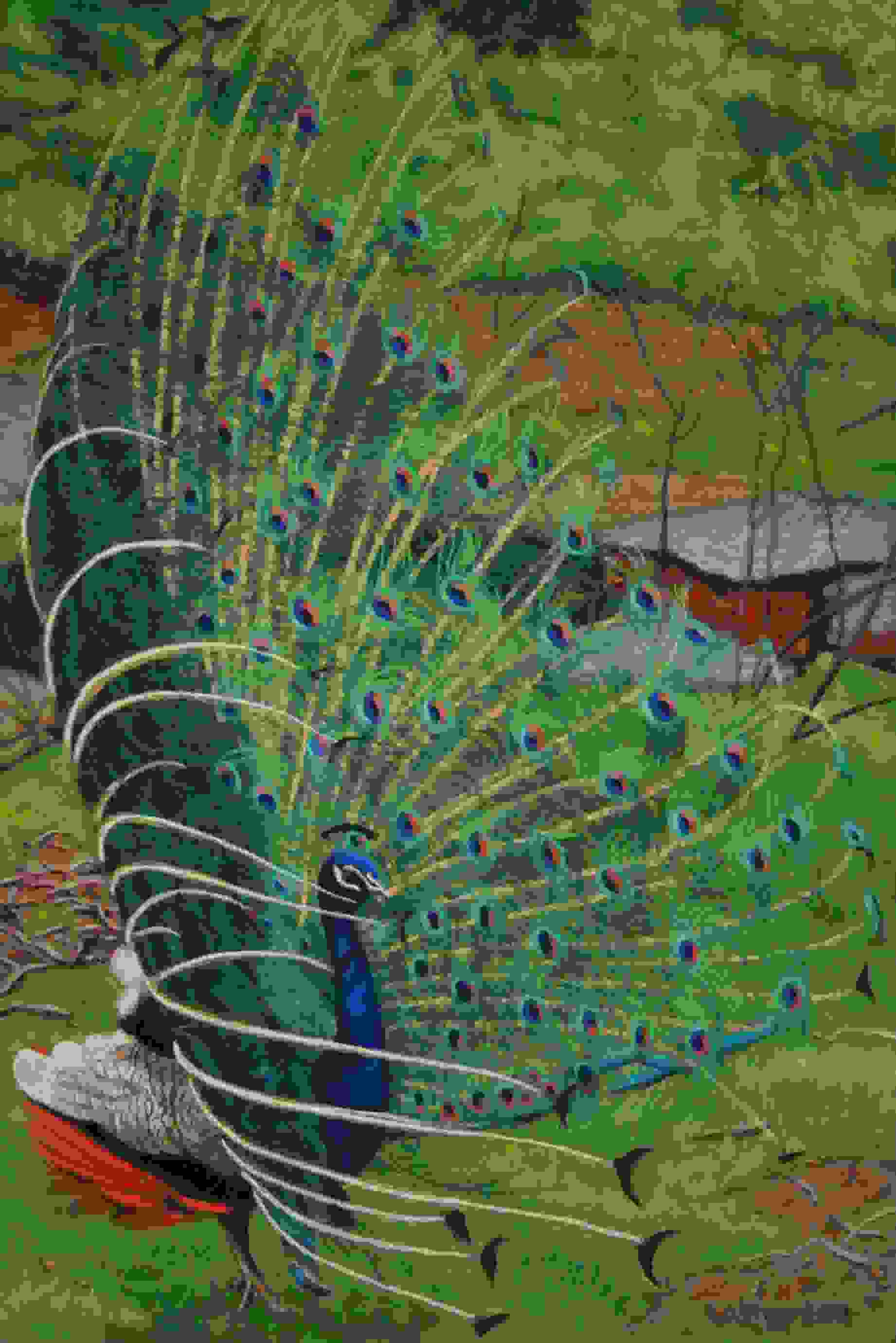 Peacock